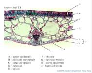 11_Nymphaea x40_labels.jpg